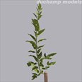 young grafted tree